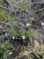 Athrixia heterophylla