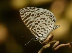 Leptotes cassius