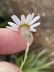 Athrixia heterophylla