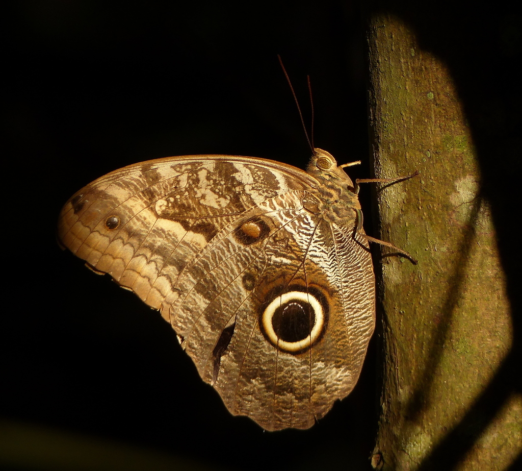 Caligo illioneus