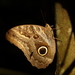 Owl-Butterflies - Photo (c) Helio Lourencini, some rights reserved (CC BY-NC), uploaded by Helio Lourencini
