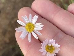 Athrixia heterophylla