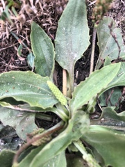 Plantago eriopoda