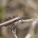 Rolled-winged Stoneflies - Photo (c) Thomas Barbin, some rights reserved (CC BY-NC), uploaded by Thomas Barbin