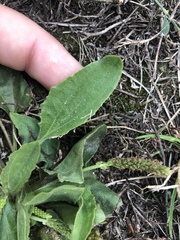 Plantago eriopoda