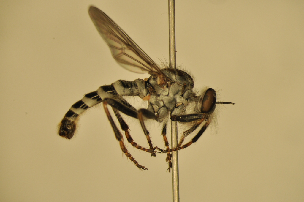 Spot-tailed Bandit