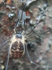 Mitostoma chrysomelas