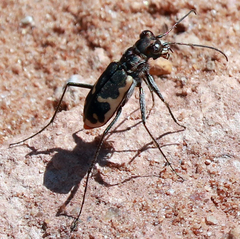 Cicindela schauppii