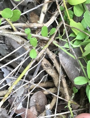 Jacquemontia reclinata