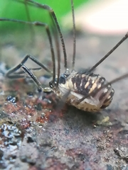 Mitostoma chrysomelas