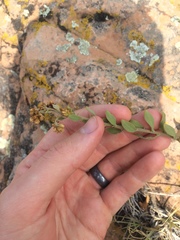 Eriogonum flavum