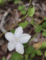 Jacquemontia reclinata