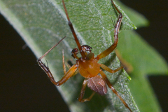 Acacesia hamata
