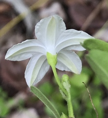 Jacquemontia reclinata