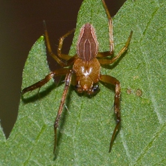 Acacesia hamata