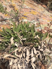 Eriogonum flavum