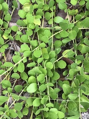 Jacquemontia reclinata