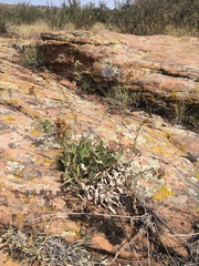 Eriogonum flavum