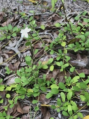 Jacquemontia reclinata