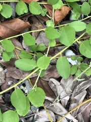 Jacquemontia reclinata