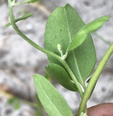 Jacquemontia reclinata