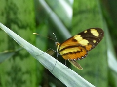 Mechanitis lysimnia nesaea