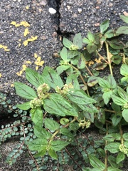 Euphorbia hirta image