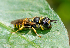 Crossocerus nitidiventris