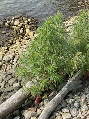 Amaranthus cannabinus