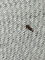 Norvellina pulchella