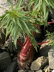 Amaranthus cannabinus