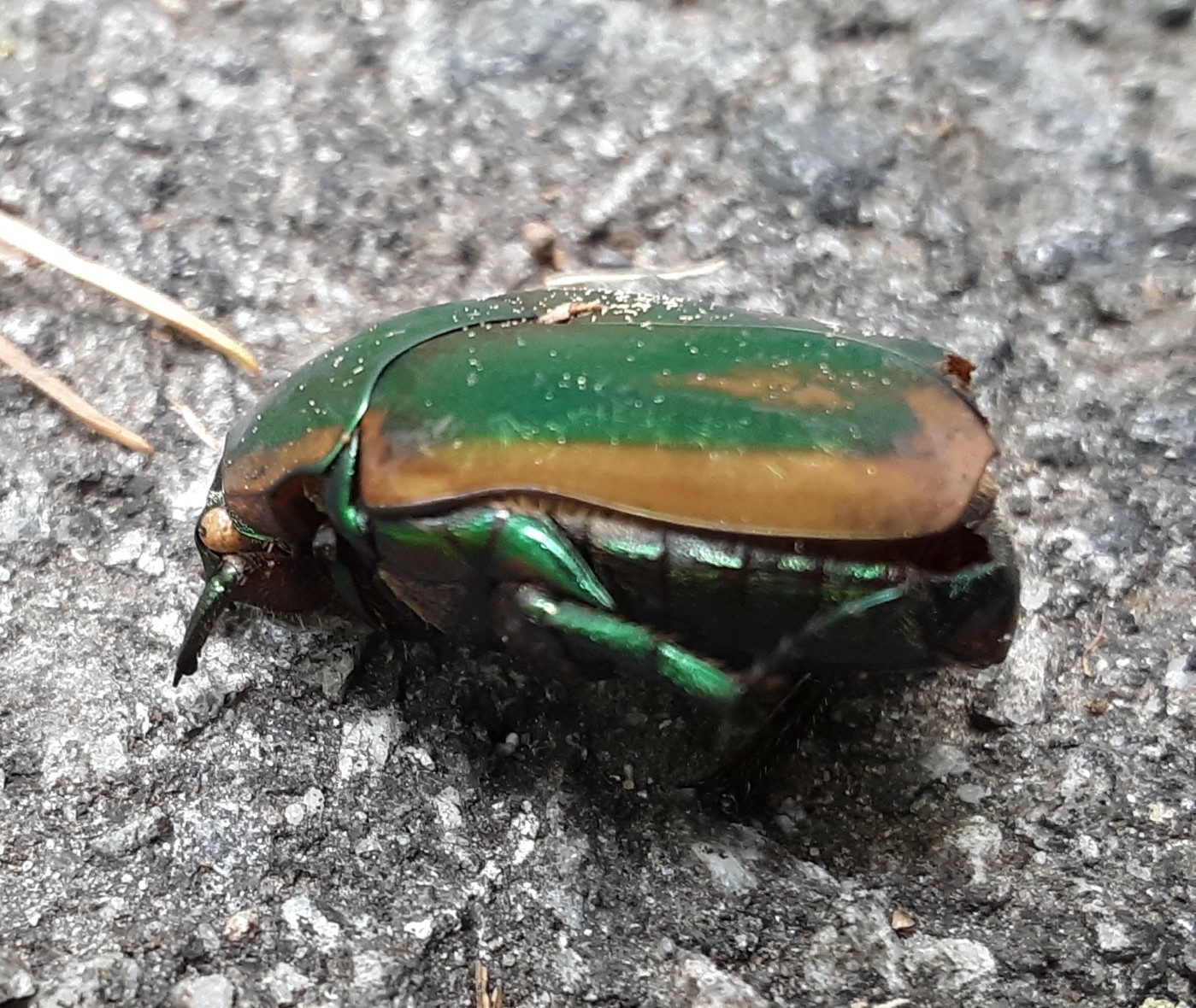 コツノヒシムネハナムグリ属 (属 Cotinis) · iNaturalist