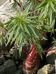 Amaranthus cannabinus