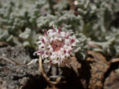 Chaenactis alpigena