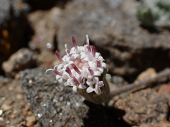 Chaenactis alpigena