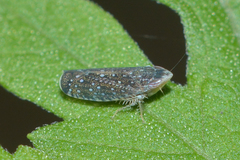 Scaphytopius frontalis