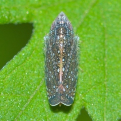 Scaphytopius frontalis