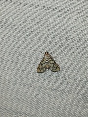 Hileithia rehamalis