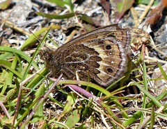 Cosmosatyrus leptoneuroides
