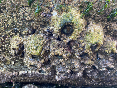 Semibalanus cariosus