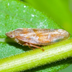 Aphrophora saratogensis