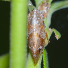 Aphrophora saratogensis
