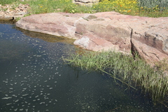 Cyperus longus tenuiflorus