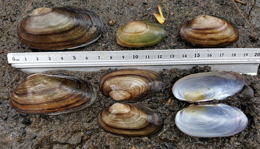 Anodontoides