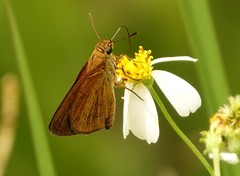 Euphyes dukesi calhouni