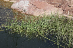 Cyperus longus tenuiflorus