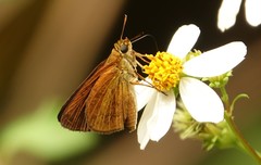 Euphyes dukesi calhouni