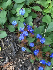 Ceratostigma