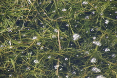 Potamogeton crispus
