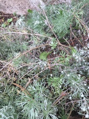 Artemisia schmidtiana